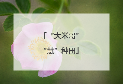 “大米哥”“慧”种田