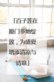 百子莲在厦门多地绽放，为盛夏增添清凉与诗意