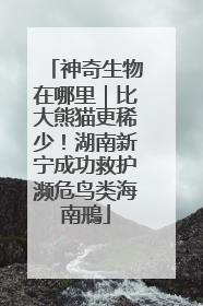 神奇生物在哪里｜比大熊猫更稀少！湖南新宁成功救护濒危鸟类海南鳽