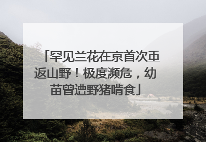 罕见兰花在京首次重返山野！极度濒危，幼苗曾遭野猪啃食
