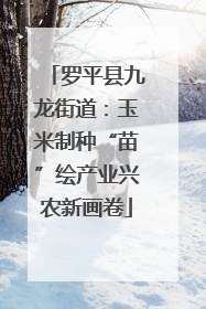 罗平县九龙街道：玉米制种“苗”绘产业兴农新画卷