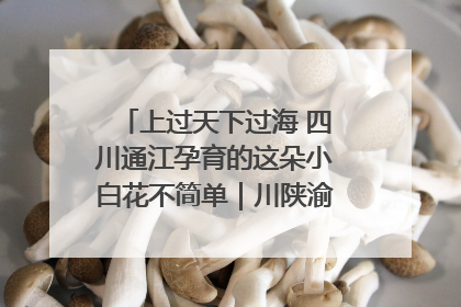 上过天下过海 四川通江孕育的这朵小白花不简单｜川陕渝网络名人巴中行