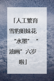 人工繁育雪豹姐妹花“水墨”“油画”六岁啦