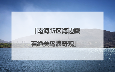 南海新区海边藏着绝美鸟浪奇观