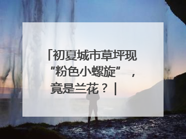 初夏城市草坪现“粉色小螺旋”，竟是兰花？ | 小叶子沪花记