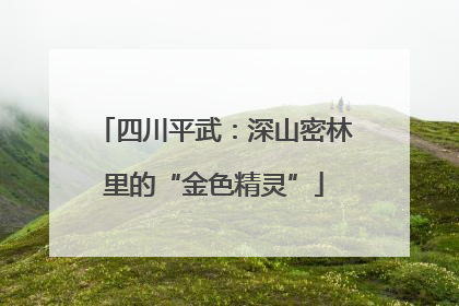 四川平武：深山密林里的“金色精灵”