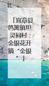 宜章县笆篱镇坦灵祠村：金银花开摘“金银”