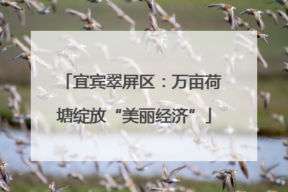 宜宾翠屏区：万亩荷塘绽放“美丽经济”