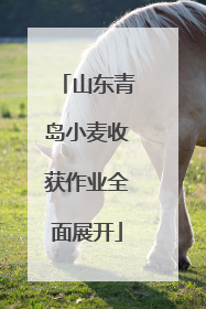 山东青岛小麦收获作业全面展开