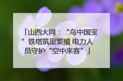山西大同：“鸟中国宝”铁塔筑巢繁殖 电力人员守护“空中来客”