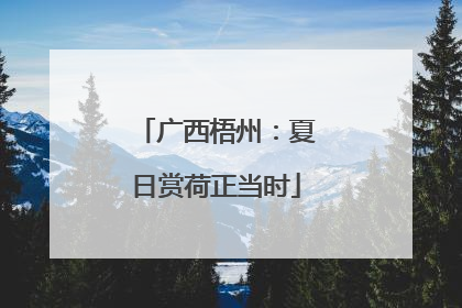 广西梧州：夏日赏荷正当时