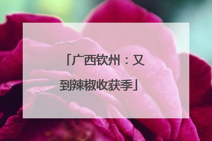 广西钦州：又到辣椒收获季