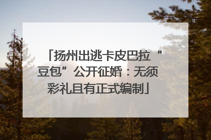 扬州出逃卡皮巴拉“豆包”公开征婚：无须彩礼且有正式编制