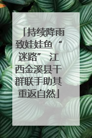 持续降雨致娃娃鱼“迷路” 江西金溪县干群联手助其重返自然
