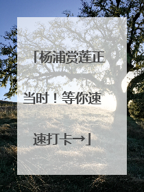 杨浦赏莲正当时！等你速速打卡→