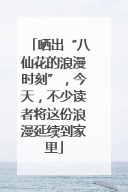 晒出“八仙花的浪漫时刻”，今天，不少读者将这份浪漫延续到家里
