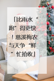 比雨水“跑”得更快！慈溪梅农与天争“鲜”忙抢收
