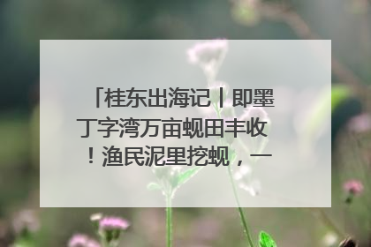 桂东出海记丨即墨丁字湾万亩蚬田丰收！渔民泥里挖蚬，一天上岸过千斤