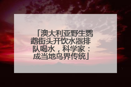 澳大利亚野生鹦鹉街头开饮水器排队喝水，科学家：成当地鸟界传统
