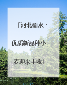 河北衡水：优质新品种小麦迎来丰收
