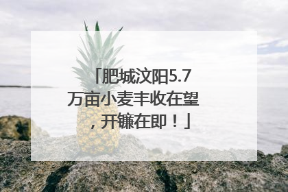 肥城汶阳5.7万亩小麦丰收在望，开镰在即！