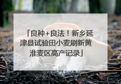 良种+良法！新乡延津县试验田小麦刷新黄淮麦区高产记录