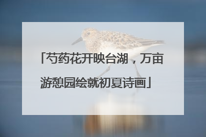 芍药花开映台湖，万亩游憩园绘就初夏诗画