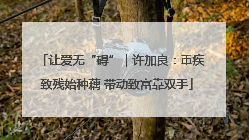 让爱无“碍”｜许加良：重疾致残始种藕 带动致富靠双手