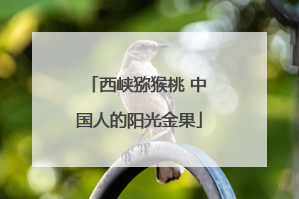 西峡猕猴桃 中国人的阳光金果
