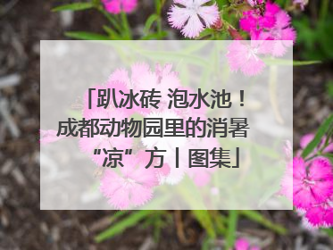 趴冰砖 泡水池！成都动物园里的消暑“凉”方丨图集