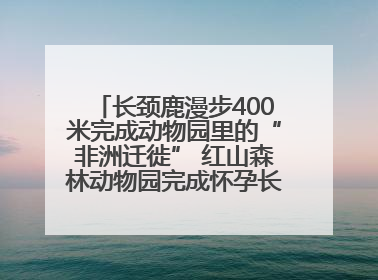 长颈鹿漫步400米完成动物园里的“非洲迁徙” 红山森林动物园完成怀孕长颈鹿步行转运