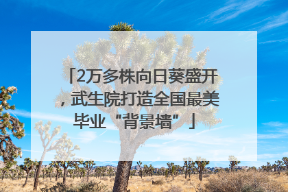 2万多株向日葵盛开，武生院打造全国最美毕业“背景墙”